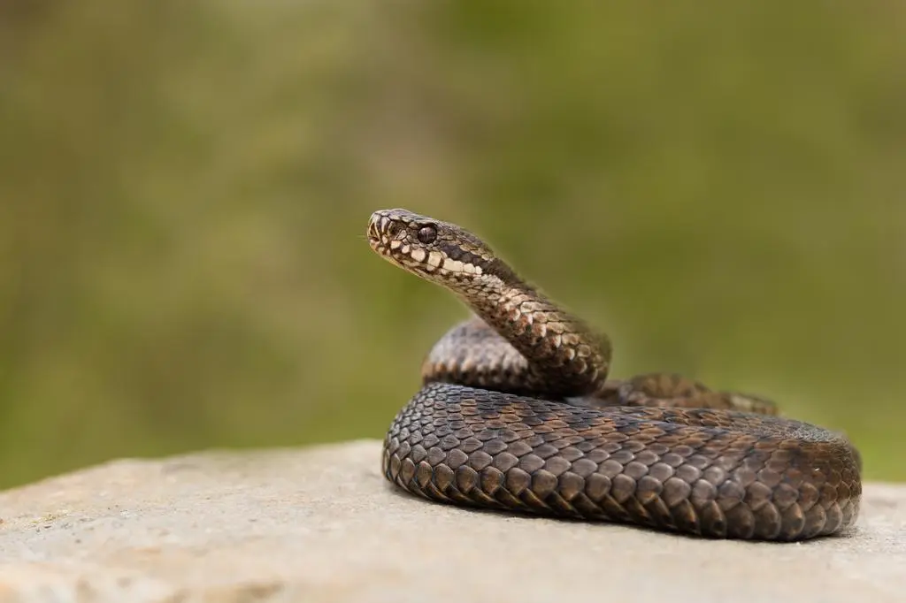Żmija zygzakowata - Vipera berus