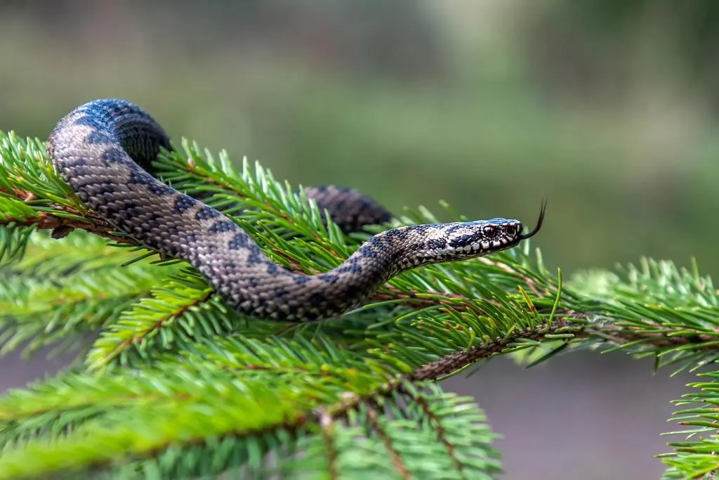 Żmija zygzakowata - Vipera berus