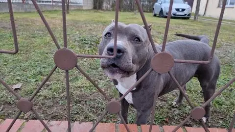 "Chapsnął mnie, upadłam na ziemię". Psy zaatakowały i pogryzły ciężarną kobietę