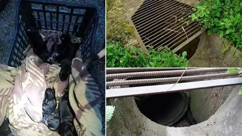 Dziewięć szczeniaków w betonowym przepuście, wydostali je tuż przed burzą