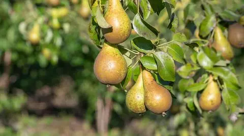 Grusza 