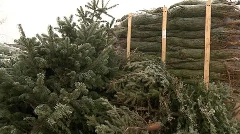 Choinka nie musi trafiać na śmietnik
