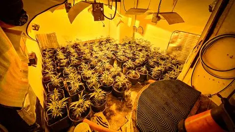 Pościg, zatrzymanie, narkotyki w aucie i dwie plantacje na terenie posesji