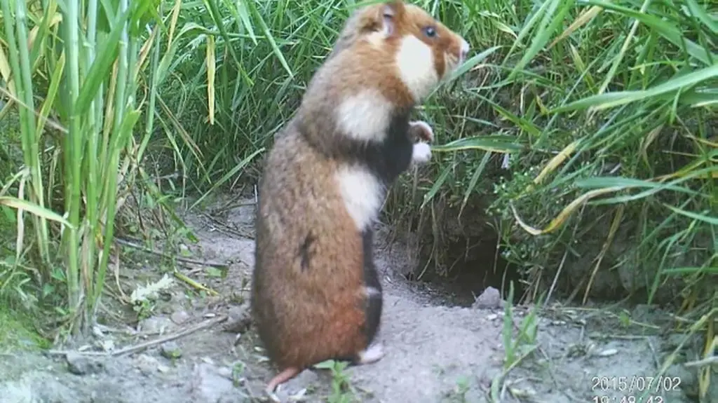 Chomik europejski - samiec z zapasami w policzkach