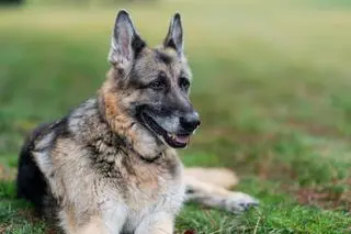Champ, pies Joe Bidena, żył 13 lat