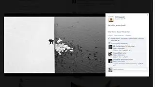 Zdjęcie Marcina Ryczka: A Man Feeding Swans in the Snow/ Winter in Krakow