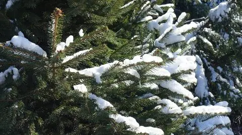 Świerk pospolity - jak wygląda? Odmiany i uprawa świerka