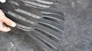 Ktoś podcina i wyrywa lotki bocianom