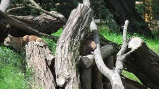 Borek i Leśnica już po chrzcinach