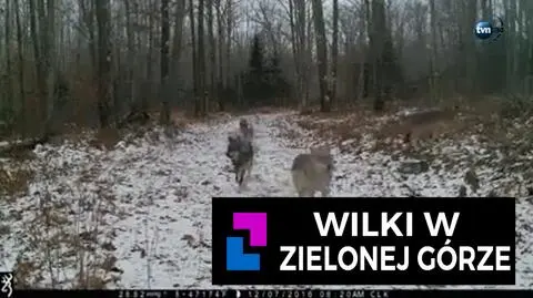 Wilki w Zielonej Górze