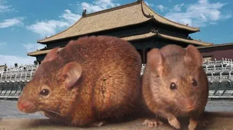 Najpierw powódź, teraz myszy zalewają Chiny