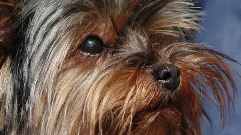 Szczeniaki udusiły się z gorąca? 
Właścicielka auta była w kasynie