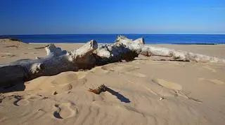 Plaża w Trójmieście 