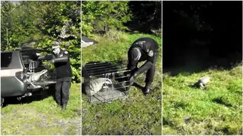 Gdynia: Straż Miejska odłowiła borsuka. Niszczył korty