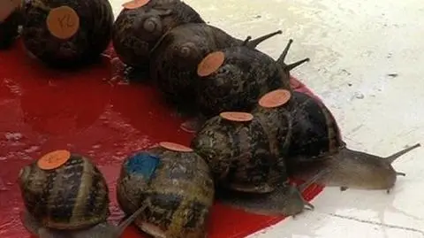 Ślimaki na start! Zwycięzców nie zjedzą