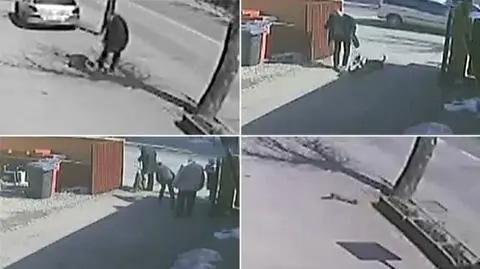 Mężczyzna skopał ciężarną kotkę