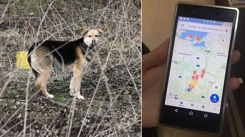 Suczka Lola błąka się po Świnoujściu. Pokonała 600 km