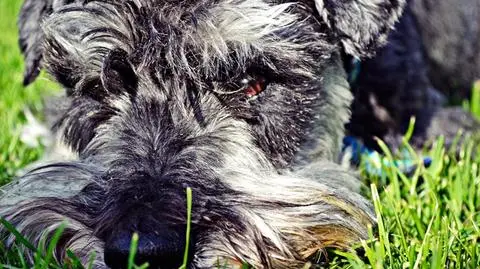 Bytom. Policja trafiła do złodziejki sznaucera przez Facebook