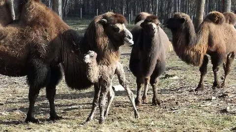 Maluch już po kilku godzinach stanął na nogach