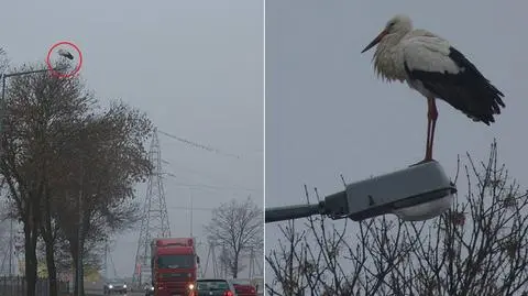 Spędził noc na latarni. Pierwszy bocian na Dolnym Śląsku? 