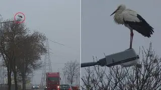 Bocian spędził wieczór, noc i poranek na jednej z latarni. Później odleciał 