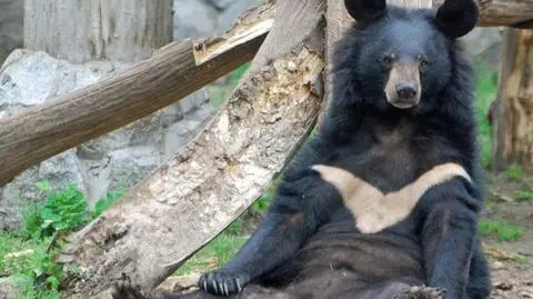 "Misie mają labę, słonie dostały markizę". Wakacje w zoo