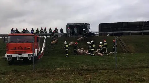 Świnie znajdują się na poboczu