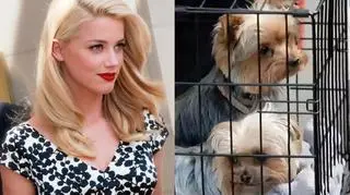 Żona Johnny'ego Deppa, Amber Heard stanie przed sądem za nielegalne wwiezienie psów do Australii