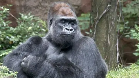 Książki o gorylach od Czech dla Afryki