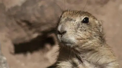 Ile potrwa zima? Gryzoń odpowie