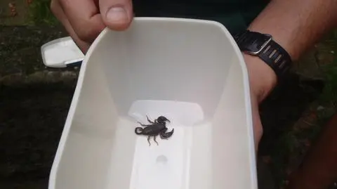 Skorpion w poznańskim mieszkaniu. 
"Jest jadowity, ale nie poluje na ludzi"