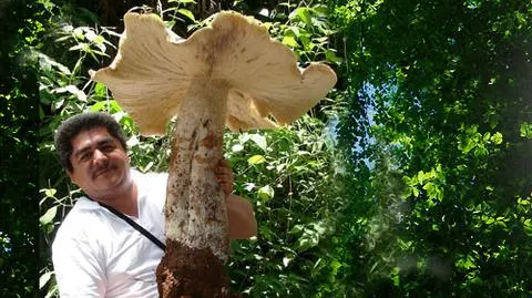 20-kilogramowy grzyb