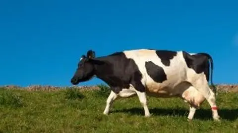 Wygrał krowę w białym welonie