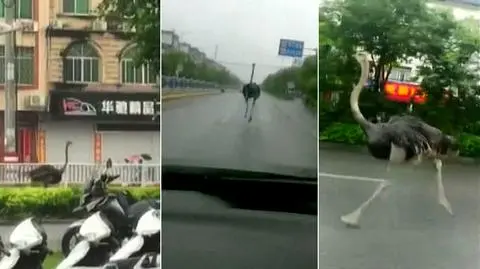 Struś uciekł z farmy, biegał ulicami miasta