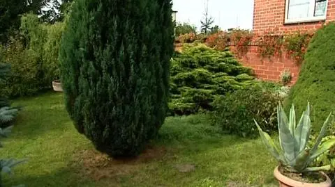 Dwumetrowy pyton w ogrodzie