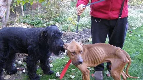 Wygłodzony pies w Bytomiu. Będzie doniesienie do prokuratury