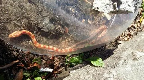 Wąż zza Oceanu pełzał w Brzeźnie