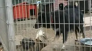 Wielki remont w Ciapkowie