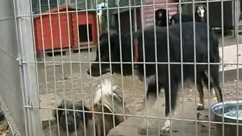 Pieskie życie? Nie w Ciapkowie
