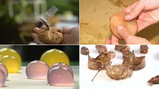 "Polska i Świat". Grzyb zamiast plastiku. Nowa metoda pakowania