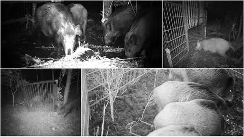 Świnoujście: Myśliwi odławiają dziki