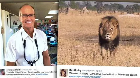Słynny lew zastrzelony. Zimbabwe chce ekstradycji Waltera Palmera