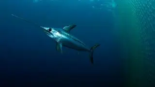 "Miecz" ryby miał metr długości