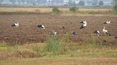 Bociany odlatują do ciepłych krajów