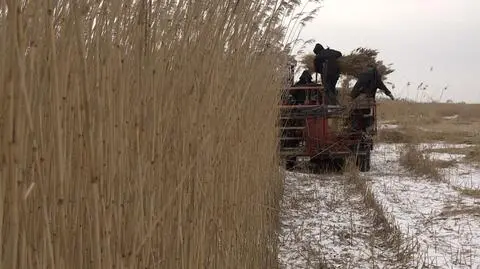 Na Zalewie Wiślanym ruszyły trzcinowe żniwa