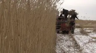 Mróz pozwolił, żeby kombajny wyjechały na pola trzcinowe