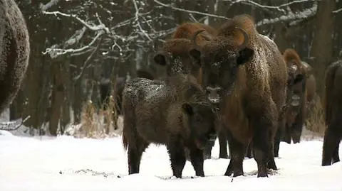 Są już pierwi chętni