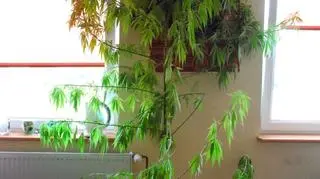 73-latka wyhodowała okazałe drzewko marihuany