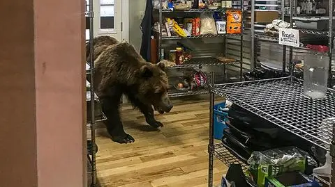 Niedźwiedź włamał się do restauracji - zobacz zdjęcia