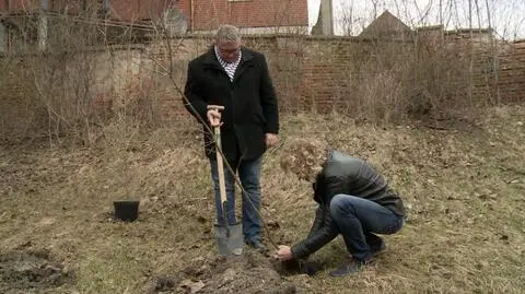 Wicemarszałek województwa wielkopolskiego zasadził drzewo w Kaliszu